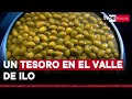 La cuna del olivo en Perú: ¿dónde se producen una de las mejores aceitunas y aceites de oliva?