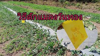 วิธีกำจัดแมลงวันทองในสวนแตง#สไตล์บ่าววุธ