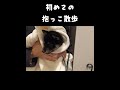 柴犬の抱っこ散歩が可愛くて好きwww 柴犬 豆柴