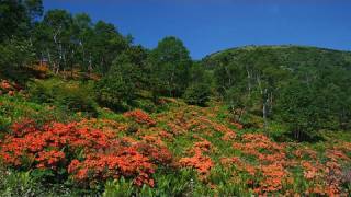 湯の丸高原のレンゲツツジ/Yunomaru Highlands Azalea Festival(shot on red one)