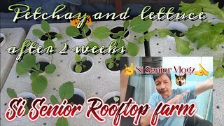 Si Senior Vlogz #153|Vegetables after 2 weeks of planting @Si Senior Vlogz 😄😀🙏