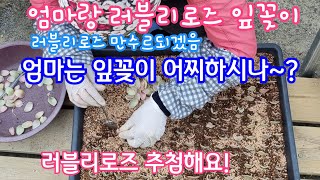 러블리로즈 잎꽂이 삽목판에 심어요! 엄마의 잎꽂이 배양토, 물주기, 삽목시기 들어봐요~ 그리고 러블리로즈 나눔 추첨해요! chmh0507@naver.com