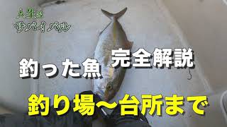 釣った魚を美味しく食べる締め方と血抜きの一連動画【脳締め▶神経締め▶簡易血抜き▶冷海冷やし▶台所血抜き】