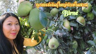 พาเก็บลูกแพร์ Birne พันธุ์ใหญ่ในสวนมานั่งชิม กำลังกรอบอร่อยมาก