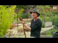 choosing the correct style of garden hoe for each job gardening 101 gardening australia