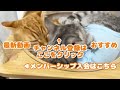 ハイタッチしてるとやっぱり頭突きされる猫。