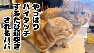 ハイタッチしてるとやっぱり頭突きされる猫。