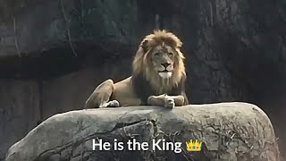Lion attitude status 🔥🔥 king of the jungle 👑