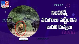 సింహాన్నే పరుగులు పెట్టించిన అడవి దున్నలు ||  Wild Plow Attack on Lion - TV9