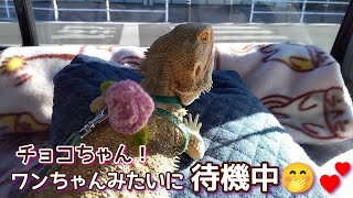 ﾌﾄｱｺﾞ★熱視線で ただ今 待機中🤭💕ベタ慣れチョコちゃん＆ボカちゃん