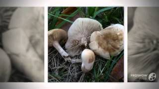 Lepista luscina - fungi kingdom