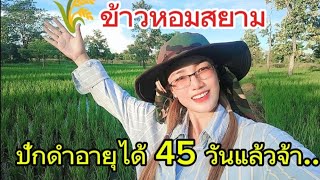 🌾#ข้าวหอมสยาม หลังจากปักดำอายุได้ 45 วัน(แปลงสาธิตแฮปปี้การเกษตรสกลนคร)