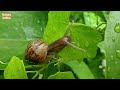 चलता हुआ घोंघा snail moving