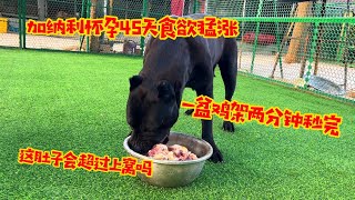 加纳利怀孕45天食欲猛涨，一盆鸡架两分钟秒完，这肚子会超过上窝吗