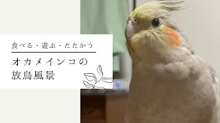 【オカメインコ】ある日の放鳥風景