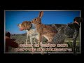 caceria de conejos y perdices con perros de muestra| rabbit and partridge hunting with pointing dogs