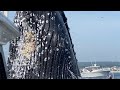 Whale jumps out of nowhere during fishing