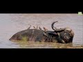 अफ्रीका के जंगली जानवरों के लिए वरदान water hole full hindi documentary