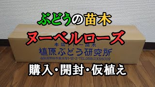 ぶどうの苗木【ヌーベルローズ】を購入したので開封して仮植えしました