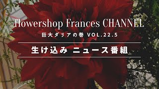 生け込みニュース番組/OTV/8ch/生け込み/沖縄県産/ダリア/巨大ダリア/赤陽/セキヨウ/Live News イット/花屋/沖縄花屋