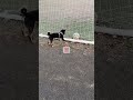 散歩中サッカーボールにびっくりする 兄犬 柴犬 わんこ