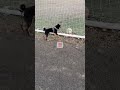 散歩中サッカーボールにびっくりする 兄犬 柴犬 わんこ