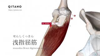 浅指屈筋の解剖学図｜musculus flexor digitorum superficialis｜筋肉辞典#16