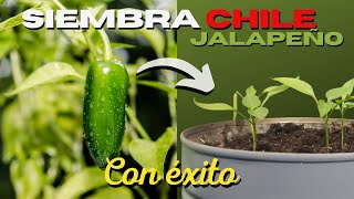 Como SEMBRAR CHILE JALAPEÑO en MACETA 🌶 (Ají) 🌱