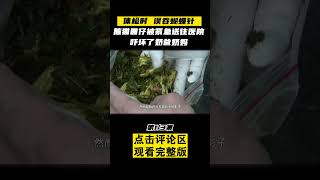 Pt1/3 掏狼窝遭群狼追杀，全靠两脚兽拉偏架保命，熊猫北川熊生有多传奇 #船长动物园 #熊猫 #shorts