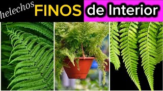 Helechos Finos para el interior del hogar