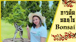 How to make a Bonsai Tree | วิธีการดัดบอนไซ