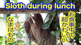 【癒し】お食事中のナマケモノさん