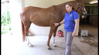 (Pre) Pre Purchase Exam: What to look for when looking at a horse