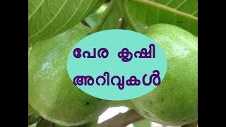 വീട്ടുവളപ്പിൽ പേര നാട്ടാലുള്ള ഗുണങ്ങൾ/ പേര കൃഷി അറിവുകൾ  Guava Farming Tips