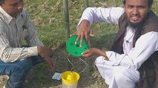 ভূট্টার ফল আর্মিওয়ার্ম Fall Armyworm পোকা সনাক্ত ও দমনে করণীয়, জানুন বিস্তারিত