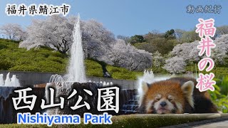 約1000本の桜「西山公園」レッサーパンダも花見？～鯖江市【動画紀行・福井県】 Nishiyama Park