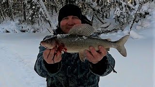 ХАРИУС - МОНСТР \\ ВОЛШЕБНЫЙ УТРЕННИЙ КЛЁВ \\ ЗОЛОТАЯ ЛУНКА