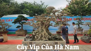 Giàn cây Vip của các nhà vườn trong tỉnh tại triển lãm Hà Nam