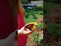 Monarch Butterfly Release #2022