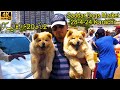 Saddar Dogs Market 28-4-24 Karachi | Pit bull Dogs German Shepherd Dogs | वंशावली कुत्तों का बाज़ार