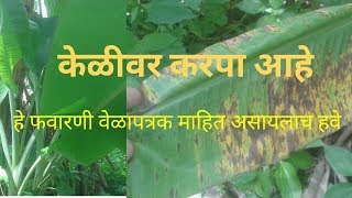 केळीवरील करपा व त्याचे नियंत्रण  (Kelivaril karpa) Symptoms and management of Banana Sigatoka