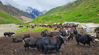 Most Peaceful & Very Relaxing Nepali Himalayan YAK Herdsmen's Life in Dolpa Nepal |Documentary Video