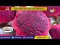 డ్రాగన్ ఫ్రూట్.. లాభాల పండు farmers option for dragon fruit cultivation to profits matti manishi