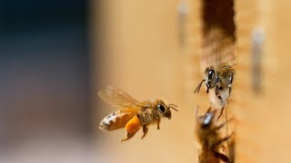 Left or right? Honeybees have a preference for flight direction