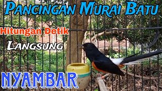 PANCINGAN MURAI BATU GACOR, SEKALI DENGAR LANGSUNG NYAMBAR