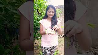 ଖୁଦ୍ ଛତି କେ କାଣା କହେସନ୍ ? #mushroom#sambalpurivideo#youtube#shortvideo#youtubeshorts