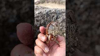 AMAZING, CATCH HERMIT CRAB UMANG UMANG KELOMANG #shorts