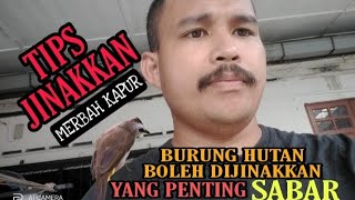 CARA JINAKKAN MERBAH KAPUR