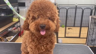 【大変身！！】生後10ヶ月のトイプードル・メロ君をシャンプーカット！ #toypoodle #teddybear #トイプードル