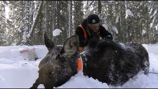 What Happened to Minnesota's Moose? (Emmy Award Winner)